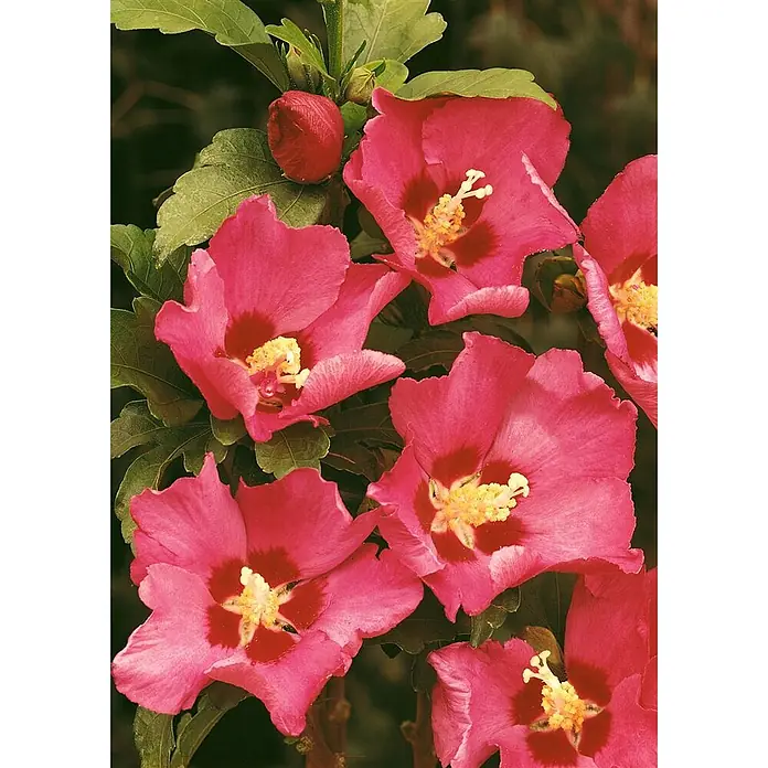 Pflanzen für dich Garteneibisch 60-80 cm - Hibiscus syriacus 'Woodbridge', Aktuelle Wuchshöhe: 60 cm - 80 cm - Leuchtend rosa Hibiskusblüten mit dunkelroten Zentren und gelben Staubgefäßen, sowie eine geschlossene Knospe, an einer grünblättrigen Pflanze.