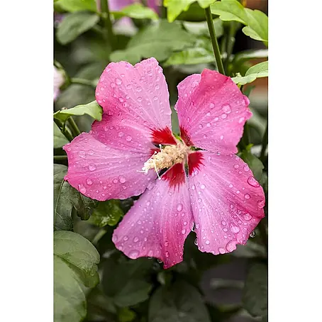 Pflanzen für dich  Garteneibisch 60-80 cm