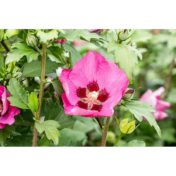 Pflanzen für dich Garteneibisch 60-80 cm - Hibiscus syriacus 'Woodbridge', Aktuelle Wuchshöhe: 60 cm - 80 cm - Leuchtend pinke Hibiskusblüte mit tiefrotem Zentrum, blühend inmitten grüner Blätter und Knospen.