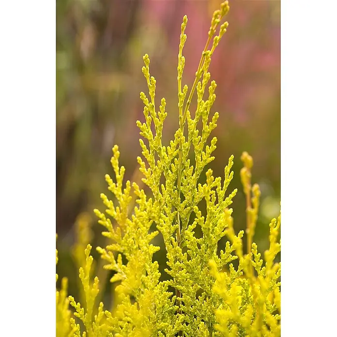 Pflanzen für dich Lawsons Scheinzypresse 40-50 cm - Chamaecyparis lawsoniana 'Ivonne', Aktuelle Wuchshöhe: 40 cm - 50 cm - Helles gelb-grünes Nadelgehölz, möglicherweise eine Zypresse oder Wacholder, vor verschwommenem, farbigem Hintergrund.