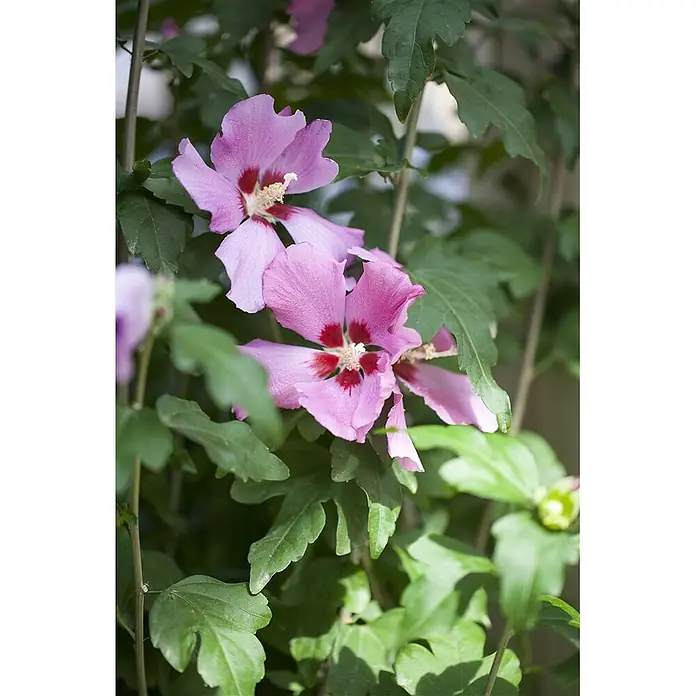 Pflanzen für dich Garteneibisch 60-80 cm - Hibiscus syriacus 'Woodbridge', Aktuelle Wuchshöhe: 60 cm - 80 cm - Rosa Hibiskusblüten mit roten Zentren, die an einer grünblättrigen Pflanze blühen.