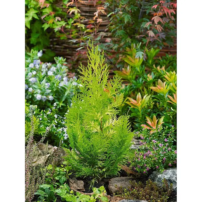 Pflanzen für dich Lawsons Scheinzypresse 15-20 cm - Chamaecyparis lawsoniana 'Ivonne', Aktuelle Wuchshöhe: 15 cm - 20 cm - Junger, leuchtend grüner Nadelbaum mit feinem, aufrechtem Laub in einem Gartenbeet zwischen Steinen.