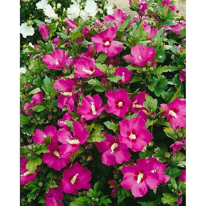 Pflanzen für dich Garteneibisch 60-80 cm - Hibiscus syriacus 'Woodbridge', Aktuelle Wuchshöhe: 60 cm - 80 cm - Leuchtend pinkfarbene Hibiskusblüten mit weißen Zentren und grünen Blättern.