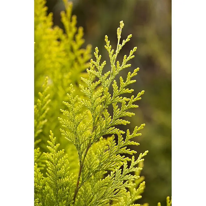 Pflanzen für dich Lawsons Scheinzypresse 40-50 cm - Chamaecyparis lawsoniana 'Ivonne', Aktuelle Wuchshöhe: 40 cm - 50 cm - Leuchtend goldgrüner Koniferenzweig mit strukturierter, schuppenartiger Belaubung.