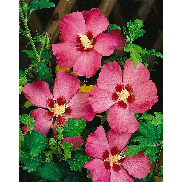 Pflanzen für dich Garteneibisch 60-80 cm - Hibiscus syriacus 'Woodbridge', Aktuelle Wuchshöhe: 60 cm - 80 cm - Mehrere leuchtend rosa Hibiskusblüten mit dunkelroten Zentren und gelben Staubgefäßen, an einer grünen Pflanze blühend.