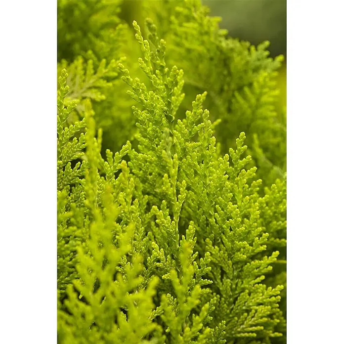 Pflanzen für dich Lawsons Scheinzypresse 100-125 cm - Chamaecyparis lawsoniana 'Ivonne', Aktuelle Wuchshöhe: 100 cm - 125 cm - Nahaufnahme von leuchtend grünem, schuppenförmigem Nadelholzlaub, das eine frische und lebendige Textur bietet.