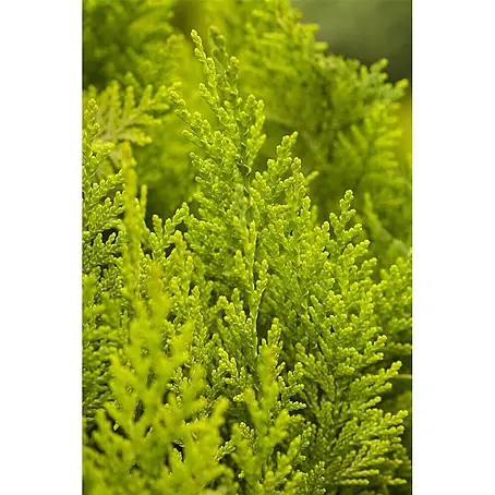 Pflanzen für dich  Lawsons Scheinzypresse 15-20 cm