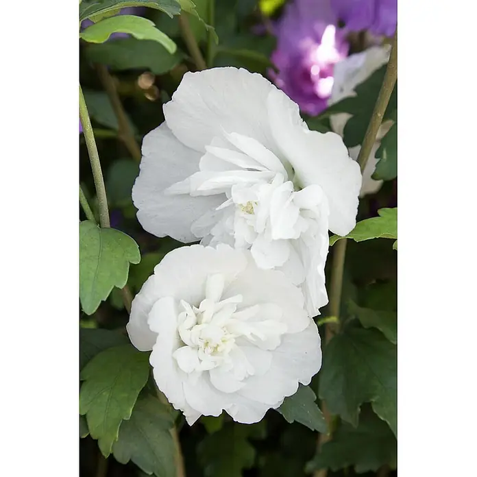 Pflanzen für dich Garteneibisch 125-150 cm - Hibiscus syriacus 'White Chiffon', Aktuelle Wuchshöhe: 125 cm - 150 cm - Zwei weiße, gefüllte Blüten blühen inmitten grüner Blätter, mit Andeutungen von lila Blüten im Hintergrund.
