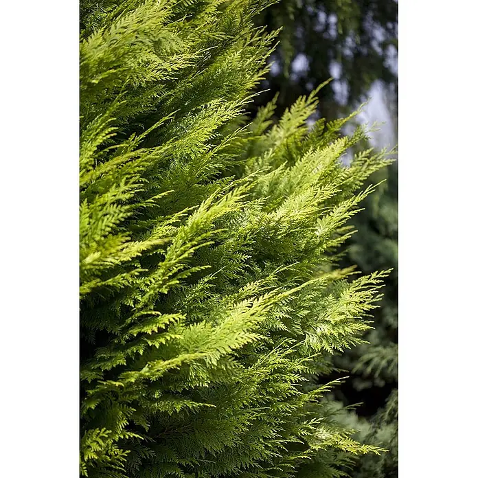Pflanzen für dich Lawsons Scheinzypresse 100-125 cm - Chamaecyparis lawsoniana 'Ivonne', Aktuelle Wuchshöhe: 100 cm - 125 cm - Dichtes, leuchtend grünes, schuppenförmiges Laub einer immergrünen Konifere.