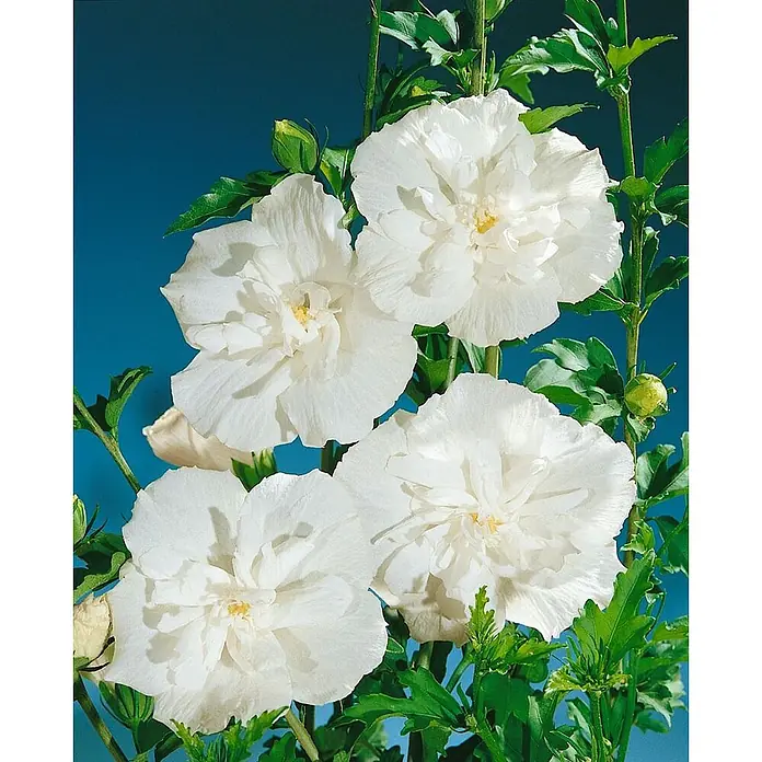 Pflanzen für dich Garteneibisch 125-150 cm - Hibiscus syriacus 'White Chiffon', Aktuelle Wuchshöhe: 125 cm - 150 cm - Üppige weiße gefüllte Blüten mit gelben Zentren und grünen Blättern.