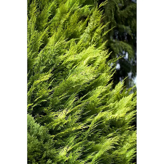 Pflanzen für dich Lawsons Scheinzypresse 100-125 cm - Chamaecyparis lawsoniana 'Ivonne', Aktuelle Wuchshöhe: 100 cm - 125 cm - Leuchtend grünes, gefiedertes Laub, wahrscheinlich Zypresse oder Konifere, lebendig und detailreich.