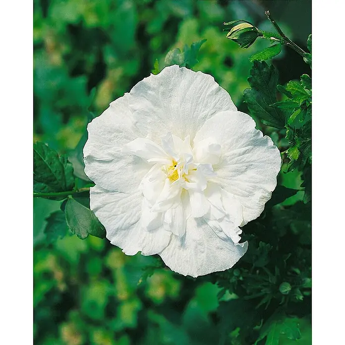 Pflanzen für dich Garteneibisch 125-150 cm - Hibiscus syriacus 'White Chiffon', Aktuelle Wuchshöhe: 125 cm - 150 cm - Weiße Blüte mit gelber Mitte.