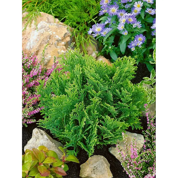 Pflanzen für dich Lawsons Scheinzypresse 15-20 cm - Chamaecyparis lawsoniana 'Minima Glauca', Aktuelle Wuchshöhe: 15 cm - 20 cm - Kompakte grüne Konifere im Gartenbeet mit bunten Blumen und Ziersteinen.