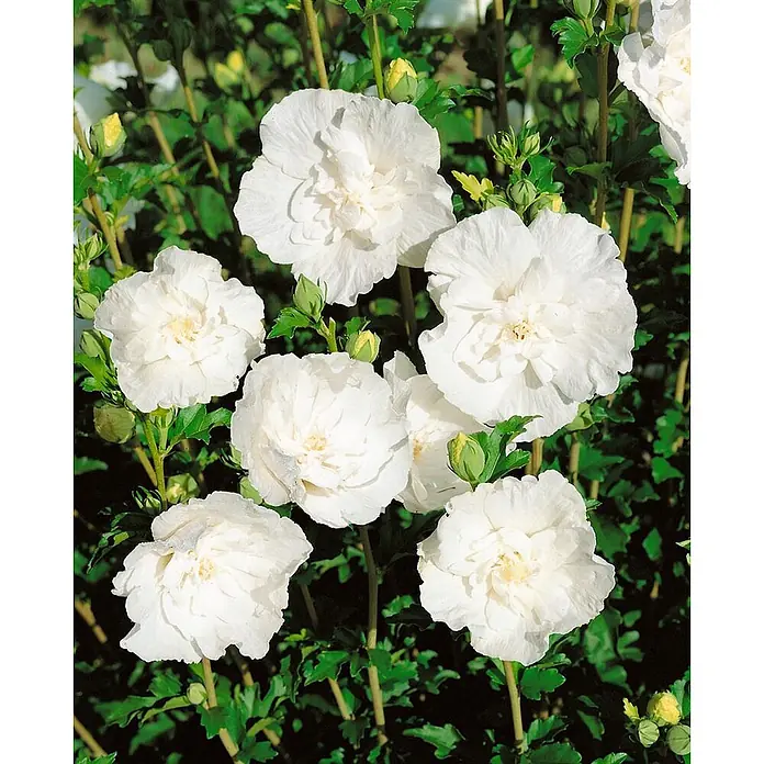 Pflanzen für dich Garteneibisch 125-150 cm - Hibiscus syriacus 'White Chiffon', Aktuelle Wuchshöhe: 125 cm - 150 cm - Mehrere weiße gefüllte Hibiskusblüten in voller Blüte, mit einigen Knospen.