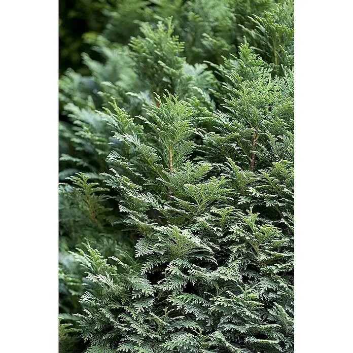 Pflanzen für dich Lawsons Scheinzypresse 15-20 cm - Chamaecyparis lawsoniana 'Minima Glauca', Aktuelle Wuchshöhe: 15 cm - 20 cm - Nahaufnahme von dichtem, leuchtend grünem Nadelholzlaub mit feinen, schuppenartigen Blättern, das seine Textur hervorhebt.