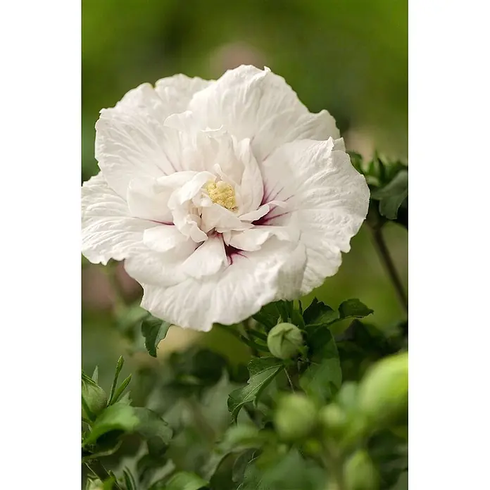 Pflanzen für dich Garteneibisch 125-150 cm - Hibiscus syriacus 'White Chiffon', Aktuelle Wuchshöhe: 125 cm - 150 cm - Weiße, gefüllte Blüte mit purpurrotem Zentrum und gelben Staubgefäßen, umgeben von grünen Blättern und Knospen.