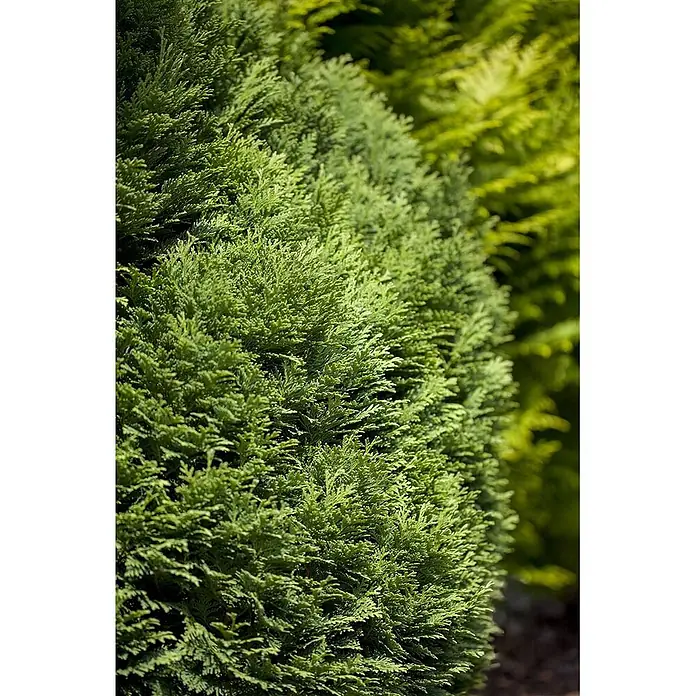 Pflanzen für dich Lawsons Scheinzypresse 15-20 cm - Chamaecyparis lawsoniana 'Minima Glauca', Aktuelle Wuchshöhe: 15 cm - 20 cm - Nahaufnahme von dichtem, leuchtend grünem, fein strukturiertem immergrünem Laub, eventuell einer Hecke oder Strauch.