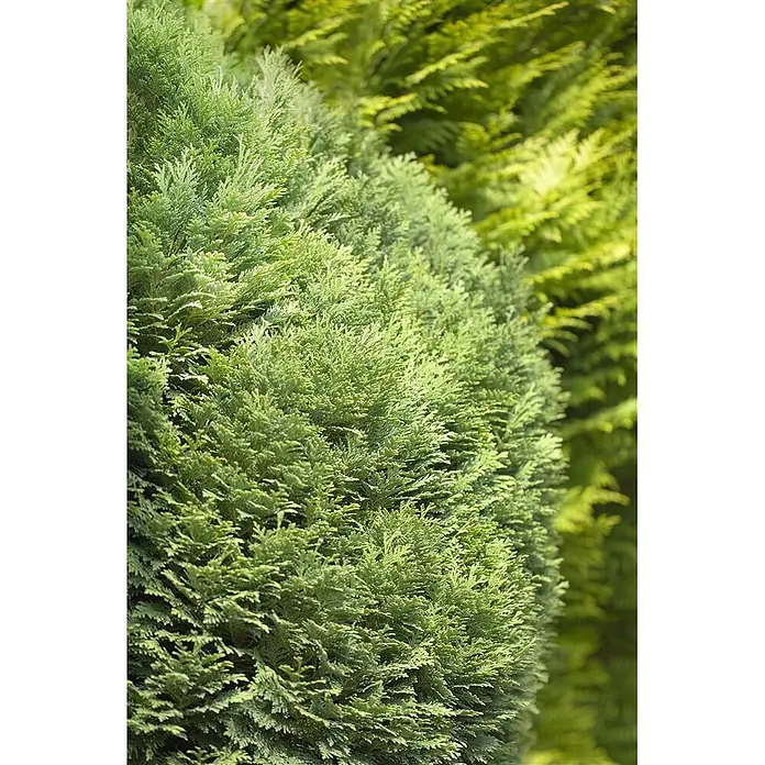 Pflanzen für dich Lawsons Scheinzypresse 15-20 cm - Chamaecyparis lawsoniana 'Minima Glauca', Aktuelle Wuchshöhe: 15 cm - 20 cm - Dichtes, leuchtend grünes immergrünes Laub mit feiner Textur.