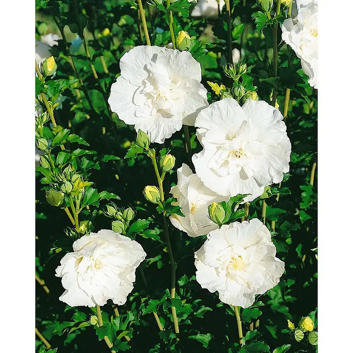 Pflanzen für dich Garteneibisch 125-150 cm - Hibiscus syriacus 'White Chiffon', Aktuelle Wuchshöhe: 125 cm - 150 cm - Weiße, doppelte Hibiskusblüten blühen lebendig mit Knospen zwischen grünem Laub.