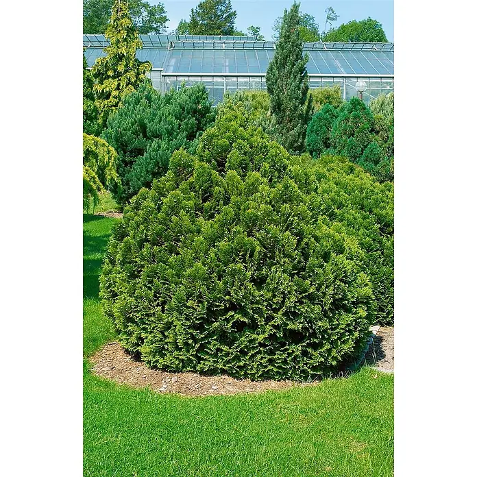 Pflanzen für dich Lawsons Scheinzypresse 15-20 cm - Chamaecyparis lawsoniana 'Minima Glauca', Aktuelle Wuchshöhe: 15 cm - 20 cm - Ein runder, grüner Zierstrauch mit feinem Laub in einer gepflegten Gartenanlage.
