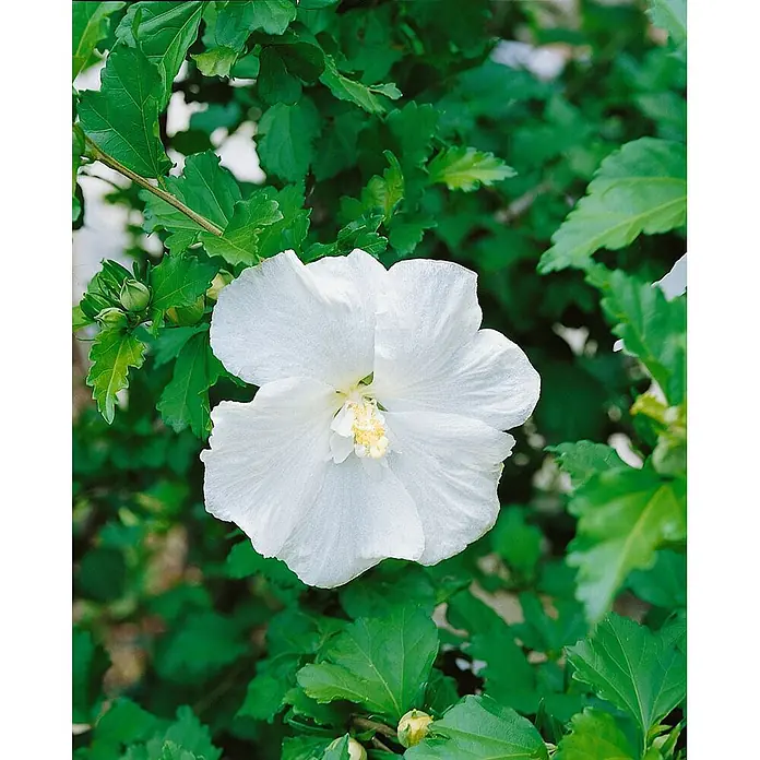 Pflanzen für dich Garteneibisch 60-80 cm - Hibiscus syriacus 'Eleonore', Aktuelle Wuchshöhe: 60 cm - 80 cm - Eine wunderschöne weiße Hibiskusblüte in voller Pracht mit gelber Mitte.