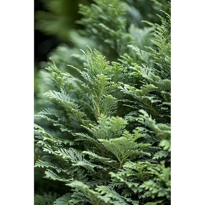Pflanzen für dich Lawsons Scheinzypresse 15-20 cm - Chamaecyparis lawsoniana 'Minima Glauca', Aktuelle Wuchshöhe: 15 cm - 20 cm - Dichtes grünes, schuppenförmiges Nadelgehölz.