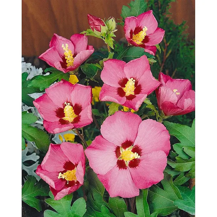 Pflanzen für dich Garteneibisch 60-80 cm - Hibiscus syriacus 'Pink Giant', Aktuelle Wuchshöhe: 60 cm - 80 cm - Leuchtend rosa Hibiskusblüten mit dunkelroten Zentren und leuchtend gelben Staubblättern, mehrere Blüten und eine Knospe zeigend.