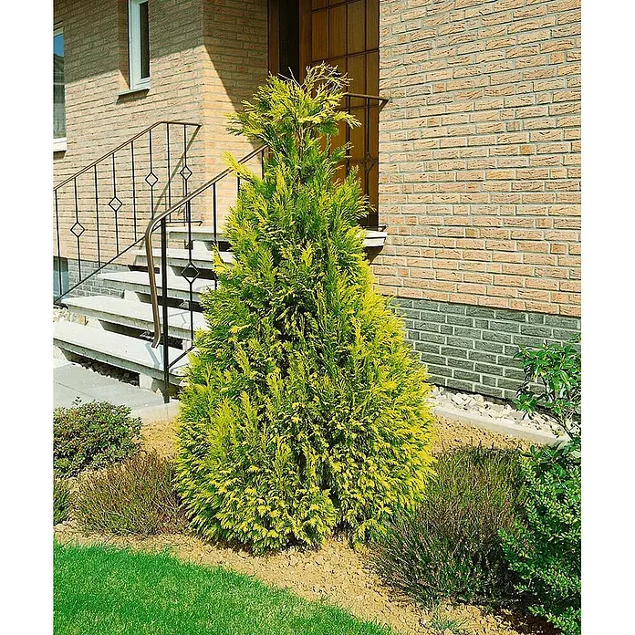 Pflanzen für dich Lawsons Scheinzypresse 175-200 cm - Chamaecyparis lawsoniana 'Golden Wonder', Aktuelle Wuchshöhe: 175 cm - 200 cm - Leuchtend grün-gelbe Konifere, buschig und kegelförmig, in einem Gartenbeet neben einem Ziegelhauseingang mit Treppe gepflanzt.