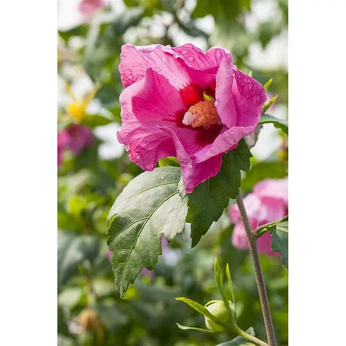 Pflanzen für dich Garteneibisch 60-80 cm - Hibiscus syriacus 'Pink Giant', Aktuelle Wuchshöhe: 60 cm - 80 cm - Nahaufnahme einer leuchtend pinken Hibiskusblüte mit Wassertropfen auf den Blütenblättern, umgeben von grünen Blättern und unscharfen Blumen im Garten.