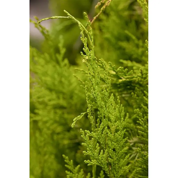 Pflanzen für dich Lawsons Scheinzypresse 125-150 cm - Chamaecyparis lawsoniana 'Stewartii', Aktuelle Wuchshöhe: 125 cm - 150 cm - Nahaufnahme von leuchtend grünem, schuppenförmigem Nadelbaumlaub mit neuem Wuchs.
