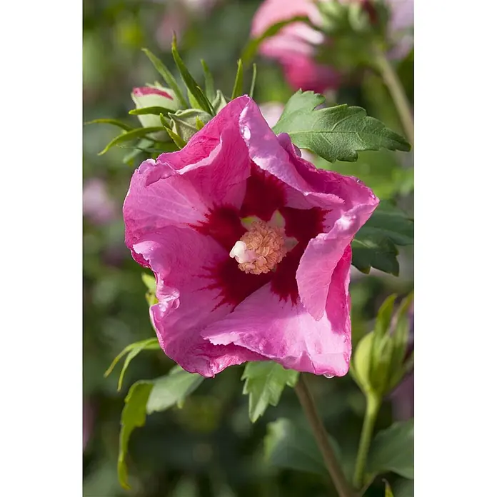 Pflanzen für dich Garteneibisch 60-80 cm - Hibiscus syriacus 'Pink Giant', Aktuelle Wuchshöhe: 60 cm - 80 cm - Blühende rosa Hibiskusblüte mit tiefrotem Zentrum und lebhaften grünen Blättern und Knospen.