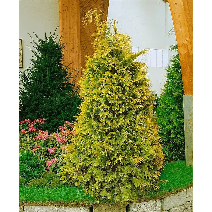 Pflanzen für dich Lawsons Scheinzypresse 175-200 cm - Chamaecyparis lawsoniana 'Golden Wonder', Aktuelle Wuchshöhe: 175 cm - 200 cm - Lebhafter goldgelber Nadelbaum in konischer Form, in einem Garten mit anderen Sträuchern und rosa Blüten.