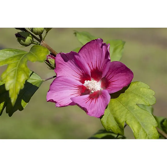 Pflanzen für dich Garteneibisch 60-80 cm - Hibiscus syriacus 'Pink Giant', Aktuelle Wuchshöhe: 60 cm - 80 cm - Eine leuchtend pinke Hibiskusblüte mit roten Adern in der Mitte, an einem Zweig mit grünen Blättern und Knospen.