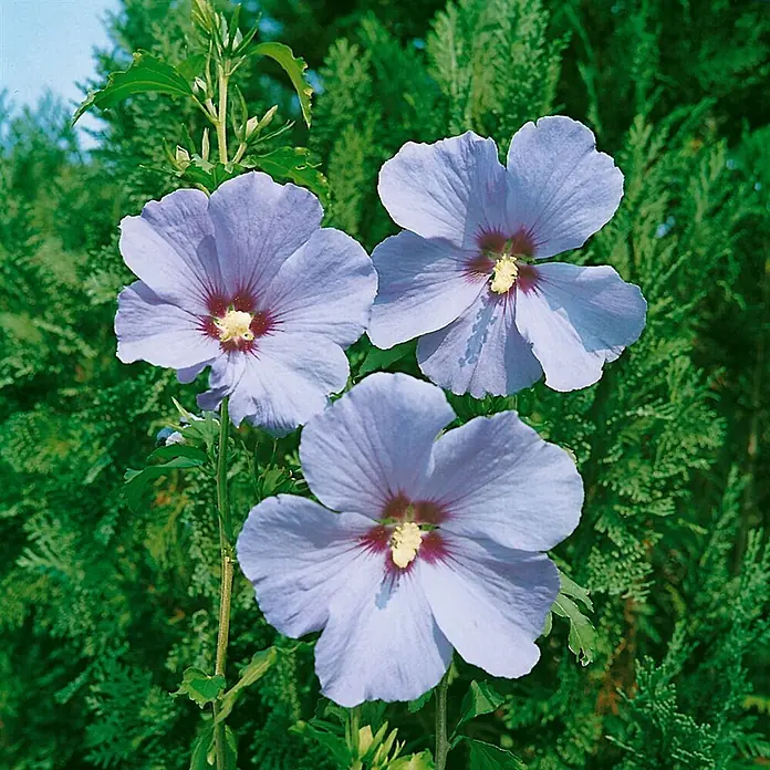 Pflanzen für dich Garteneibisch 60-80 cm - Hibiscus syriacus 'Ultramarine', Aktuelle Wuchshöhe: 60 cm - 80 cm - Drei hellblaue Hibiskusblüten mit rot-violetten Zentren und gelben Staubgefäßen, blühend.