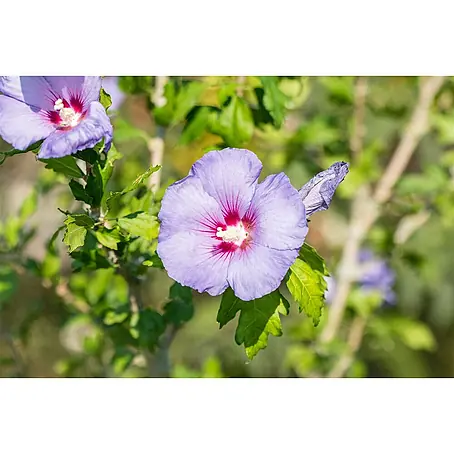 Pflanzen für dich  Garteneibisch 60-80 cm