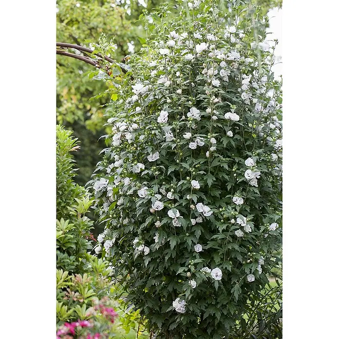 Pflanzen für dich Garteneibisch 60-80 cm - Hibiscus syriacus 'Speciosus', Aktuelle Wuchshöhe: 60 cm - 80 cm - Hoher, üppig blühender Strauch dicht bedeckt mit zahlreichen weißen Blüten, teils mit dunklem Herz.
