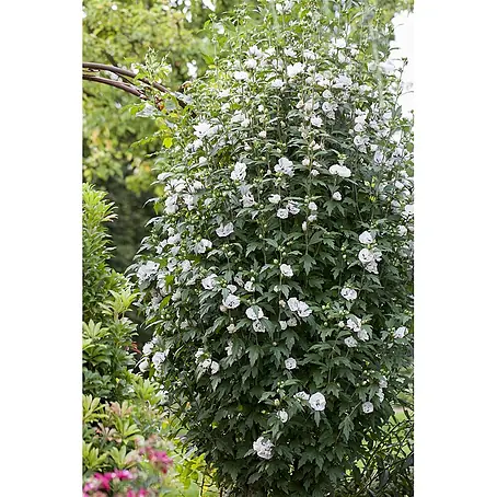 Pflanzen für dich  Garteneibisch 60-80 cm