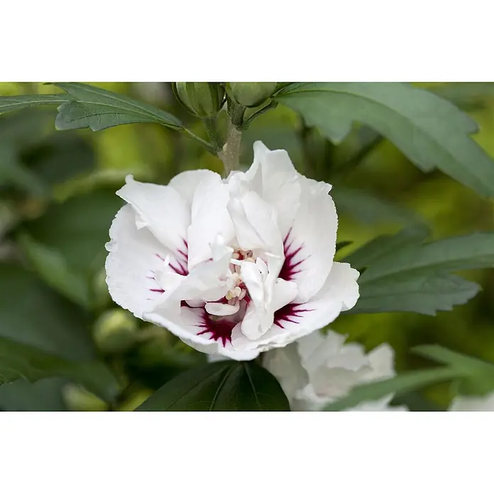 Pflanzen für dich Garteneibisch 60-80 cm - Hibiscus syriacus 'Speciosus', Aktuelle Wuchshöhe: 60 cm - 80 cm - Weiße Blüte mit komplexen Blütenblättern, die ein dunkelrotes Zentrum und strahlende Adern aufweist.