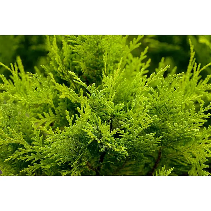 Pflanzen für dich Lawsons Scheinzypresse 40-50 cm - Chamaecyparis lawsoniana 'Stardust', Aktuelle Wuchshöhe: 40 cm - 50 cm - Helles, dichtes immergrünes Laub mit vielen kleinen, strukturierten Ästen.