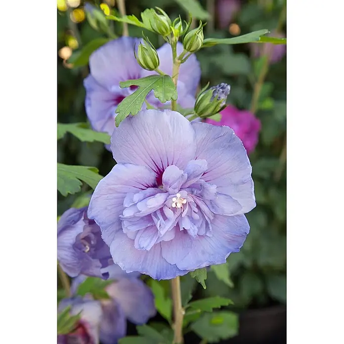 Pflanzen für dich Garteneibisch 60-80 cm - Hibiscus syriacus 'Blue Chiffon', Aktuelle Wuchshöhe: 60 cm - 80 cm - Doppelte hellviolette Hibiskusblüte mit dunklem Zentrum, grünen Blättern und Knospen.