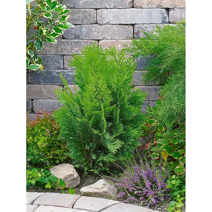 Pflanzen für dich Lawsons Scheinzypresse 40-50 cm - Chamaecyparis lawsoniana 'Stardust', Aktuelle Wuchshöhe: 40 cm - 50 cm - Üppige Gartenbepflanzung mit einem leuchtend grünen Koniferenstrauch, lila Heidekraut und verschiedenen Grünpflanzen vor einer Steinmauer.