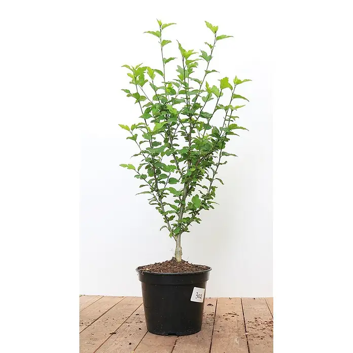 Pflanzen für dich Garteneibisch 60-80 cm - Hibiscus syriacus 'Hamabo', Aktuelle Wuchshöhe: 60 cm - 80 cm - Eine junge, belaubte Grünpflanze mit mehreren Stämmen in einem schwarzen Plastiktopf.