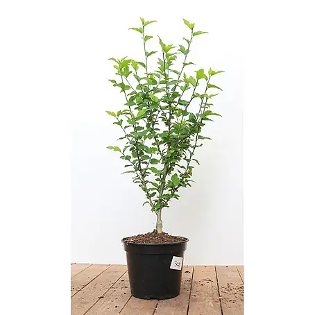 Pflanzen für dich  Garteneibisch 60-80 cm