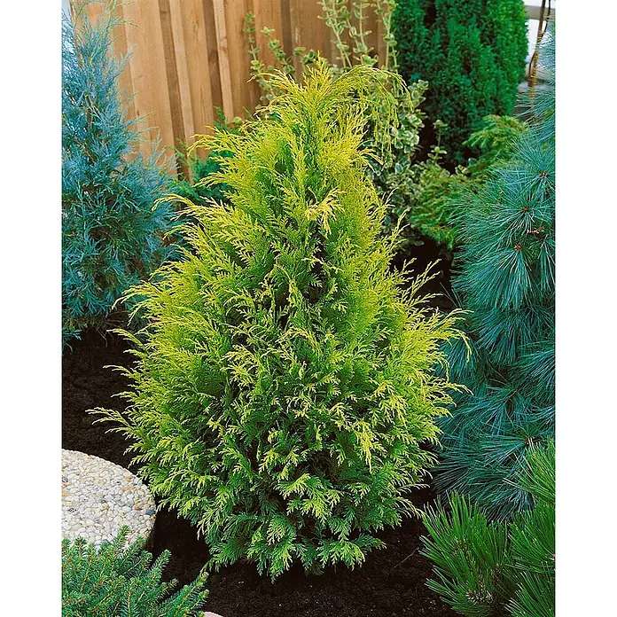 Pflanzen für dich Lawsons Scheinzypresse 40-50 cm - Chamaecyparis lawsoniana 'Stardust', Aktuelle Wuchshöhe: 40 cm - 50 cm - Ein leuchtend gelb-grüner, konischer Nadelstrauch steht prominent in einem Gartenbeet, umgeben von anderen Koniferen in verschiedenen Grün- und Blautönen.