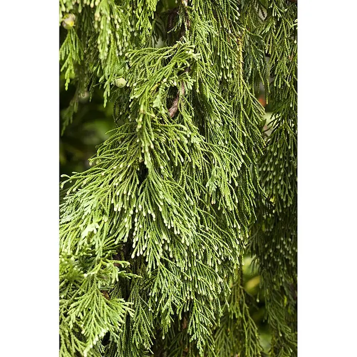 Pflanzen für dich Lawsons Scheinzypresse 40-50 cm - Chamaecyparis nootkatensis 'Pendula', Aktuelle Wuchshöhe: 40 cm - 50 cm - Leuchtend grünes, hängendes Koniferenlaub mit zahlreichen kleinen, hellspitzigen Knospen.
