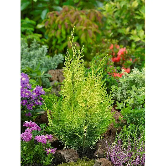 Pflanzen für dich Lawsons Scheinzypresse 40-50 cm - Chamaecyparis lawsoniana 'Stardust', Aktuelle Wuchshöhe: 40 cm - 50 cm - Kleiner, leuchtend gelbgrüner Nadelbaum in einem vielfältigen Garten mit lila Blüten und gemischtem Laub.