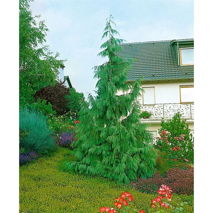 Pflanzen für dich Lawsons Scheinzypresse 40-50 cm - Chamaecyparis nootkatensis 'Pendula', Aktuelle Wuchshöhe: 40 cm - 50 cm - Hoher, schlanker blaugrüner Nadelbaum mit hängenden Ästen in einem üppigen Garten neben einem Haus.