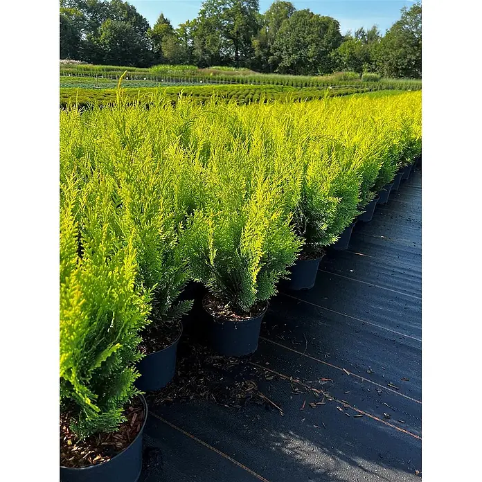 Pflanzen für dich Lawsons Scheinzypresse 40-50 cm - Chamaecyparis lawsoniana 'Stardust', Aktuelle Wuchshöhe: 40 cm - 50 cm - Reihen von Topf-Goldzypressen mit leuchtend gelb-grünem Laub in einer sonnigen Baumschule.