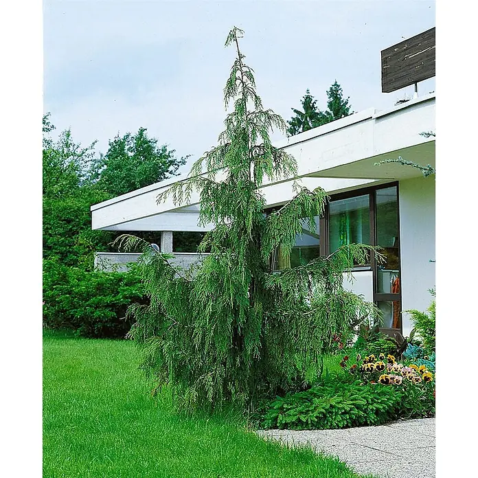 Pflanzen für dich Lawsons Scheinzypresse 40-50 cm - Chamaecyparis nootkatensis 'Pendula', Aktuelle Wuchshöhe: 40 cm - 50 cm - Elegante, hängende grüne Konifere als vertikaler Akzent in einem modernen Garten.