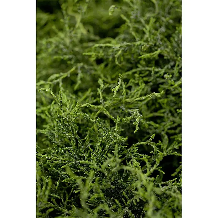 Pflanzen für dich Lawsons Scheinzypresse 25-30 cm - Chamaecyparis lawsoniana 'Lycopodioides', Aktuelle Wuchshöhe: 25 cm - 30 cm - Dichtes, leuchtend grünes Blattwerk mit feinen, verzweigten Ästen.